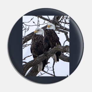 Bald eagles sitting on a branch Pin