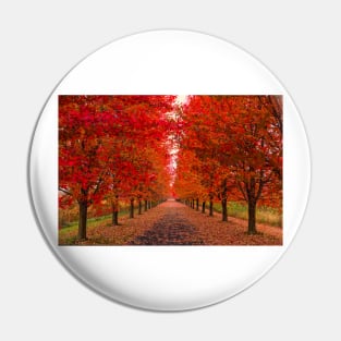 Autumn on a country lane Pin