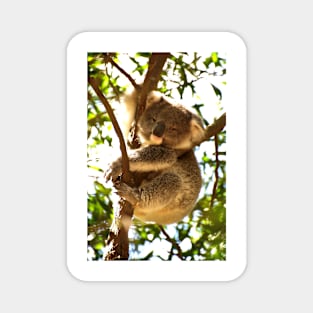 Koala Joey Exploring Magnet