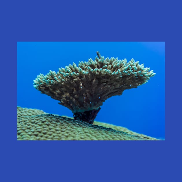 tiny reef fish on the small top coral which is on the big coral top by Little Dinosaur