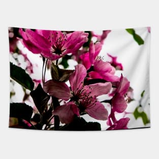 Crab apple tree in bloom Tapestry