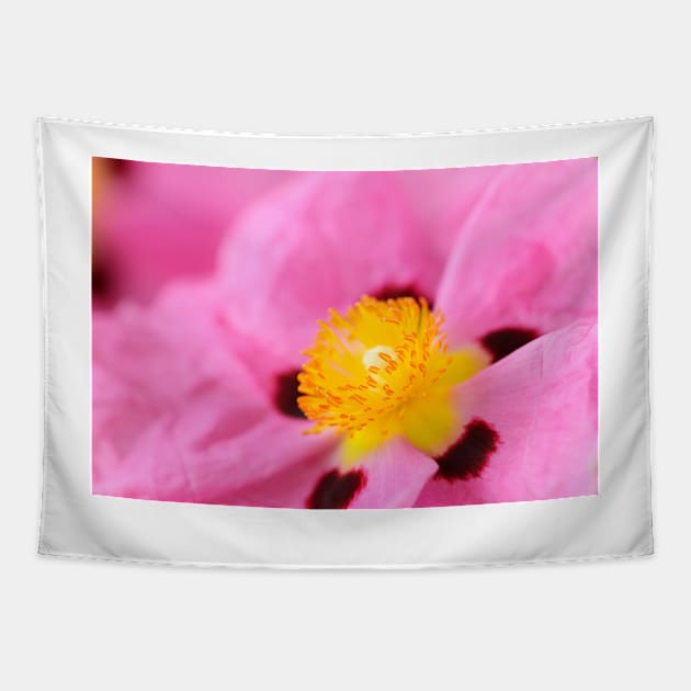 Cistus × purpureus   AGM  Purple-flowered rock rose Tapestry by chrisburrows