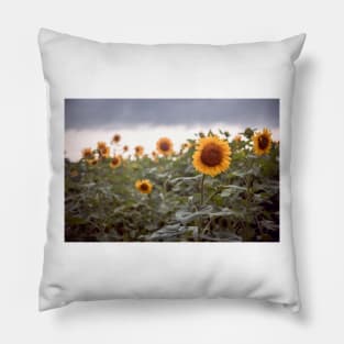 Sunflowers Pillow