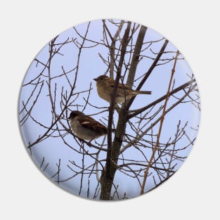 Two Sparrows Perched In a Tree, Male and Female Pin