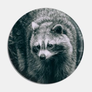 Curious Raccoon, Black and White Photograph Pin