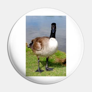 Canada Goose Canadian Geese Wild Bird Pin