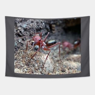 Cataglyphis Bicolor Tapestry