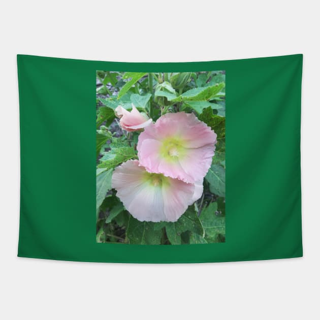 Pale pink hollyhocks photograph Tapestry by esvb