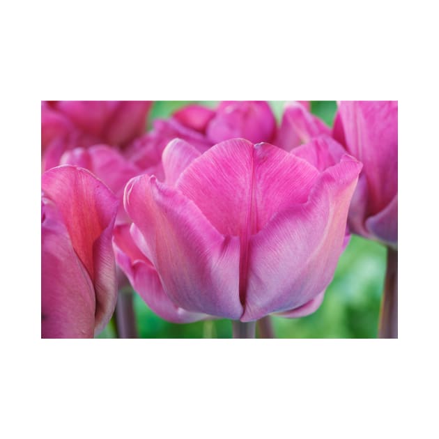 Tulipa  &#39;Magic Lavender&#39;   Triumph Group Tulip by chrisburrows