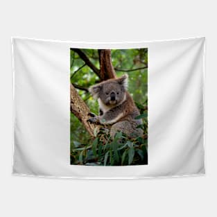 Koala - Is This A Cute Look? Tapestry