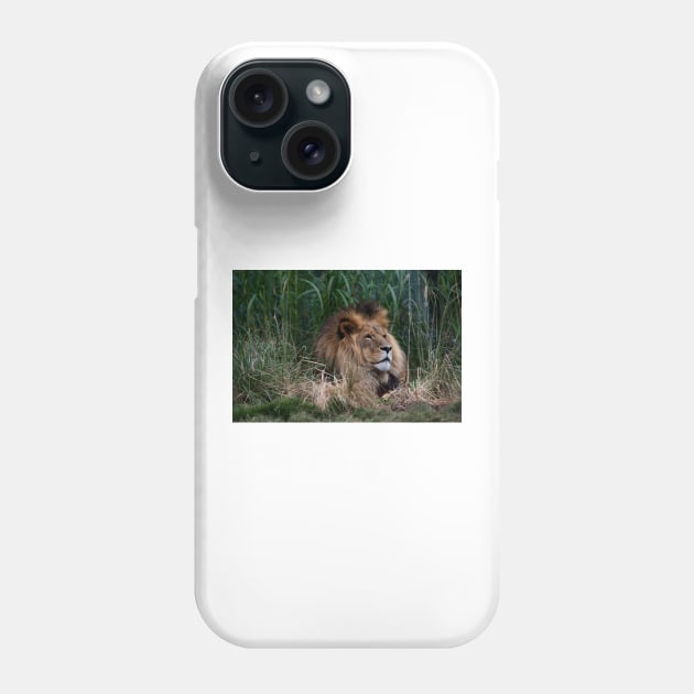 Lion In The Grass Phone Case by GP1746