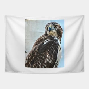 Red Tailed Hawk Tapestry