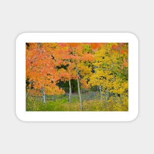 Colorado Aspens Bejeweled Magnet