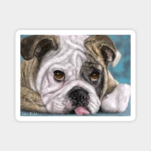 Painting of a brown and white Bulldog lying down with his tongue out Magnet