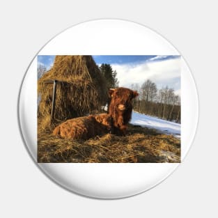 Scottish Highland Cattle Calves 1657 Pin