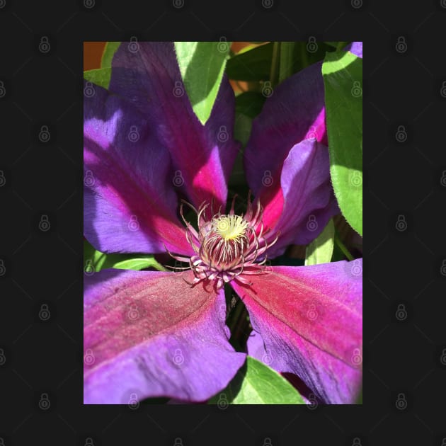 Stunning Purple Climbing Clematis Blooming Flower Power! by Photomersion