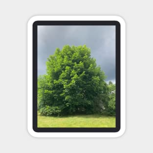 Maple tree with Ominous Background Magnet