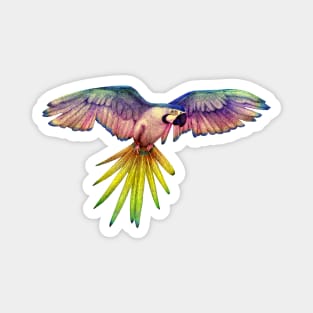 Rainbow Macaw in Flight Magnet