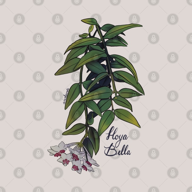 Hoya bella in bloom by Wieskunde