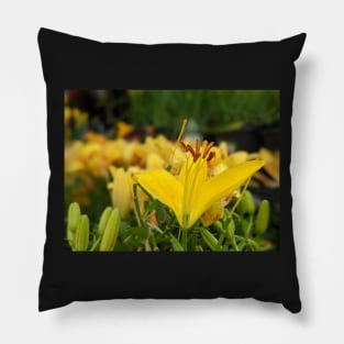 Wet Yellow Lily Missing a Petal Pillow