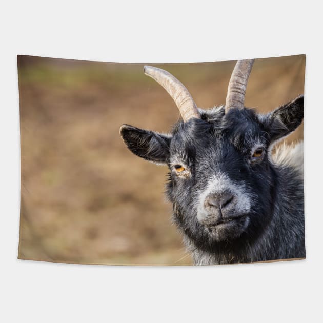 Goat milk? cute and funny goat photograph Tapestry by Czajnikolandia