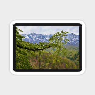 Springtime landscape through forest Magnet