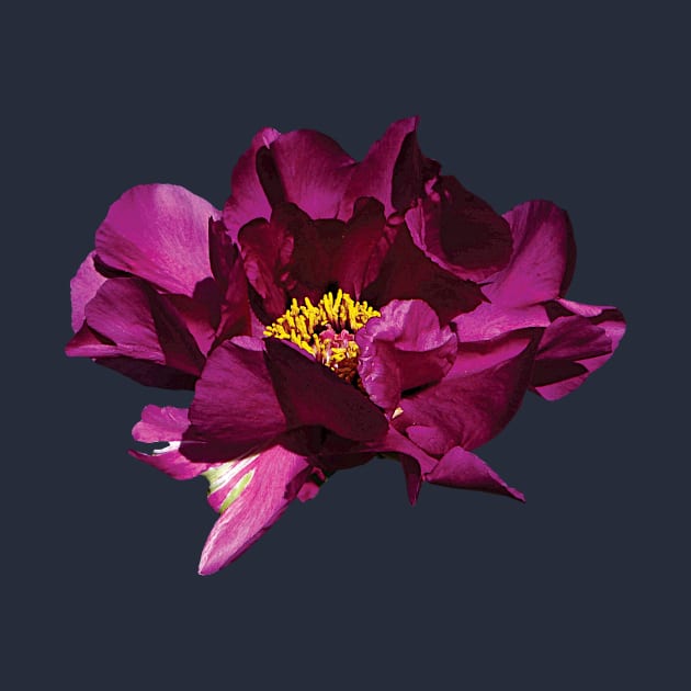 Peonies - Magenta Peony by SusanSavad