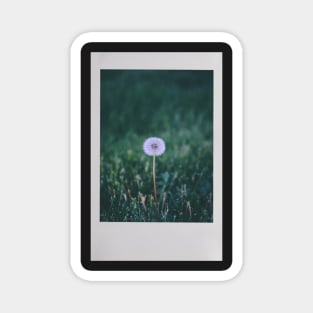 Dandelion Instant Photo (Puffball) Magnet