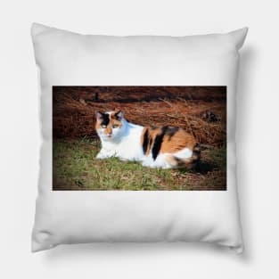 Calico Beauty Pillow