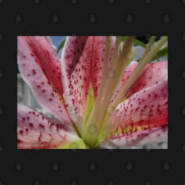Beautiful photograph of lily flower by Annalisseart24