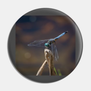 Blue Dasher Dragonfly Pin