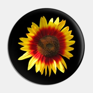 blooming sunflower, sunflowers, flowers, bloom Pin