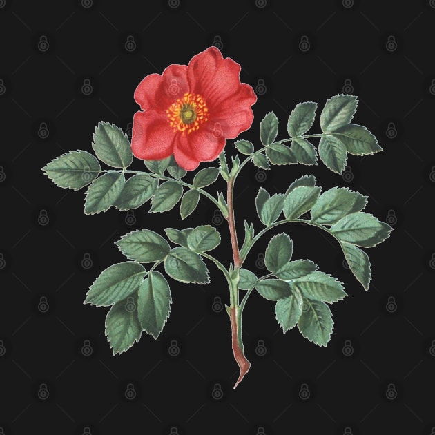 Wild Rose Flower Botanical Illustration by Biophilia