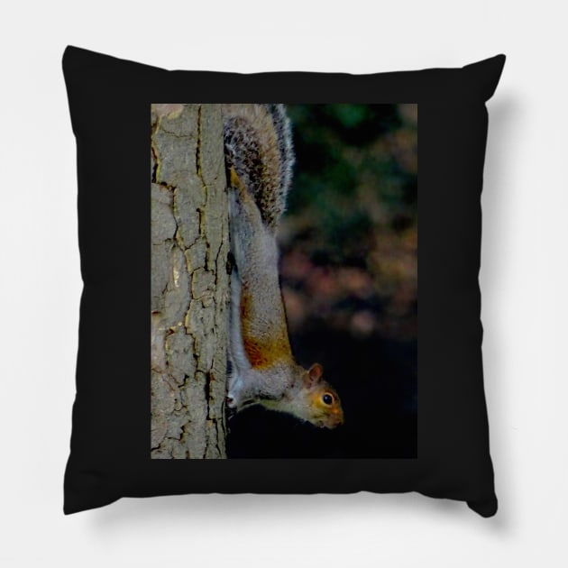 GONE NUTS FOR SQUIRREL YOGA ! Pillow by dumbodancer