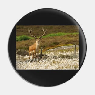 stag in cotton grass peak district Pin