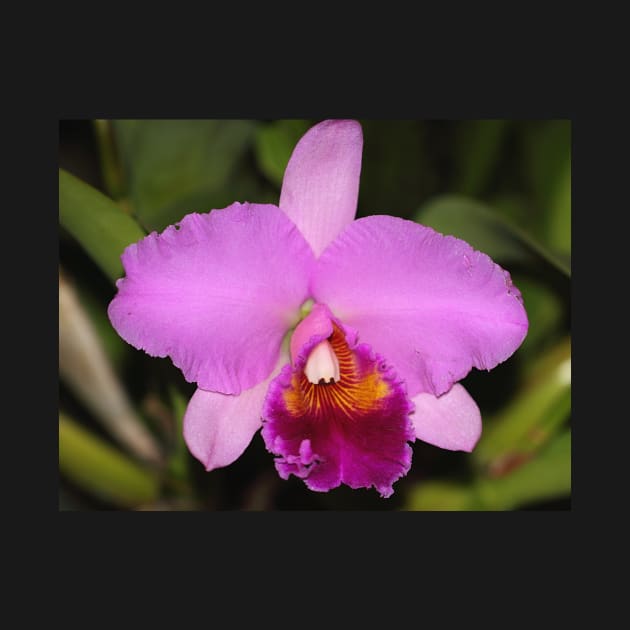 Cattleya Orchid by Carole-Anne