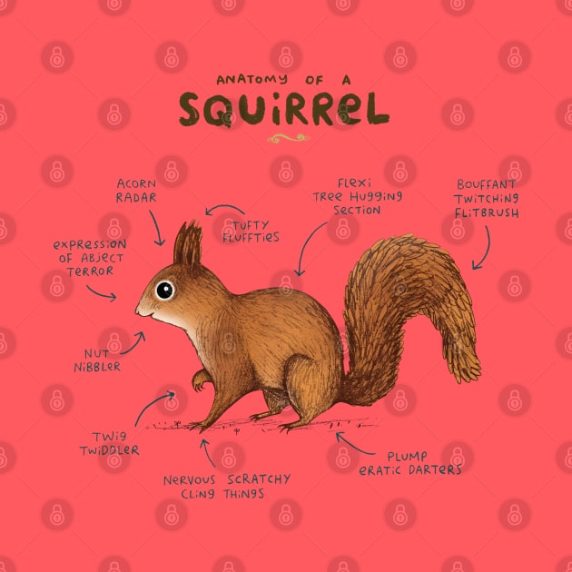 Anatomy of a Squirrel by Sophie Corrigan