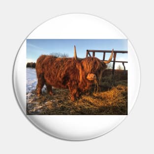 Scottish Highland Cattle Cow 2231 Pin