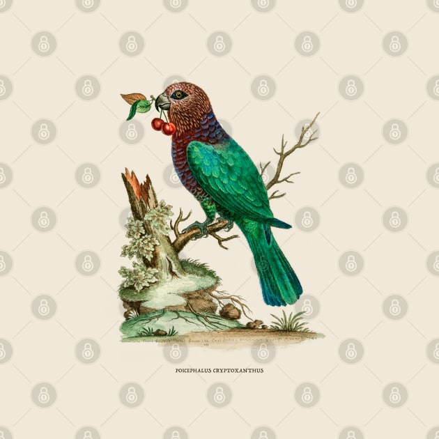 African Brown-Headed Parrot Antique Naturalist Illustration by Antiquated Art