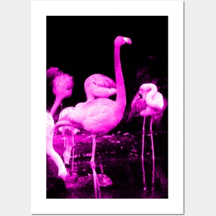 Lesser Flamingo - Signed Fine Art Print - inkart