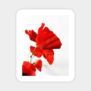 Red Poppies Magnet