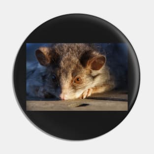 Possum - Magpie Springs - Adelaide Hills - Fleurieu Peninsula - South Australia Pin