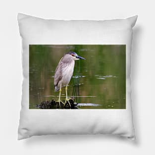 Black-crowned Night heron Pillow