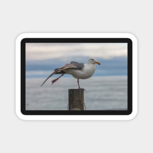 Yoga Gull Magnet