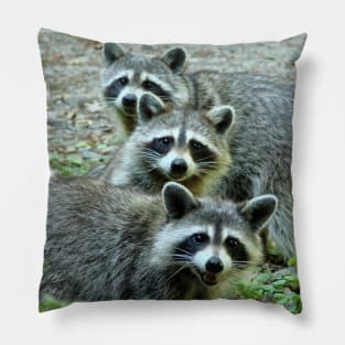 Three Raccoon Pillow