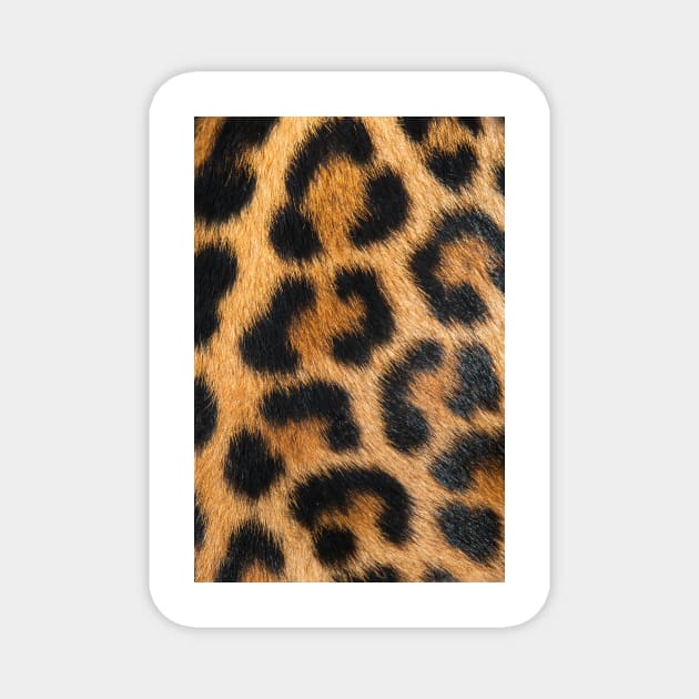 Big Leopard Print Magnet by NewburyBoutique