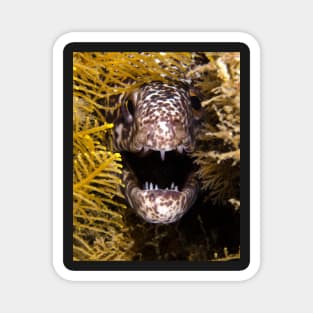 Moray Fangs Magnet