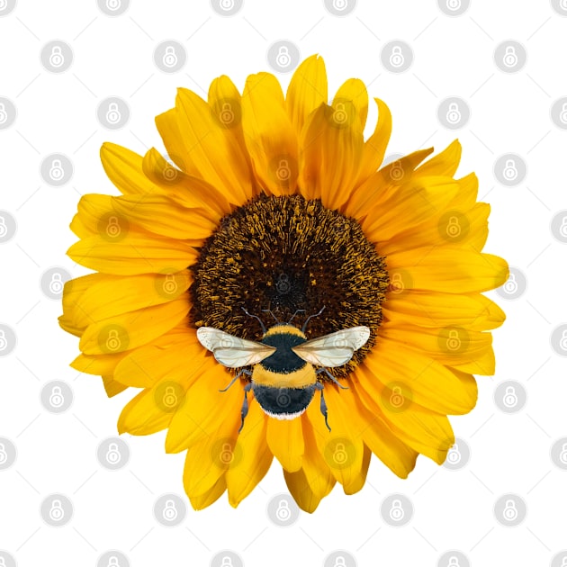 Bee On A Sunflower by HobbyAndArt