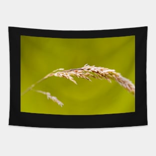 Yorkshire Fog Grass Tapestry