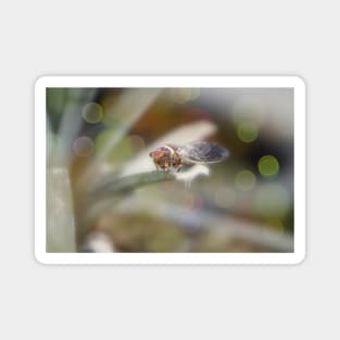 Cicada on Pineapple Tree in Summer Light Magnet